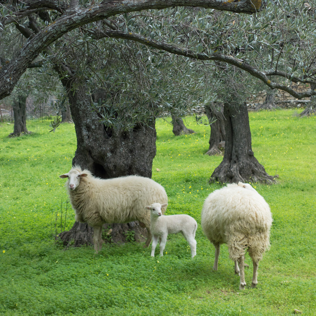 looking-back-in-time-naxos-trekking